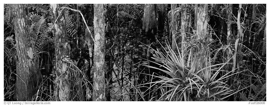 Bromeliad in swamp landscape. Corkscrew Swamp, Florida, USA (black and white)
