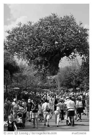 The Tree of Life, centerpiece of Animal Kingdom Theme Park. Orlando, Florida, USA (black and white)