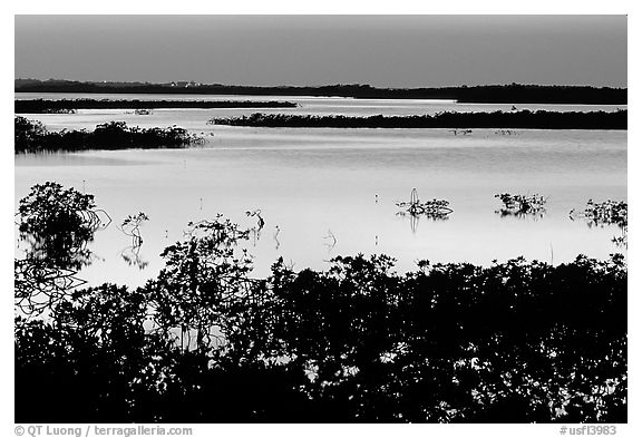 Mangroves after sunset. The Keys, Florida, USA (black and white)