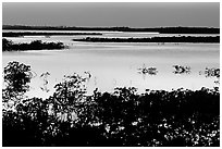 Mangroves after sunset. The Keys, Florida, USA ( black and white)