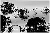 Detail of mangrove shapes, Cudjoe Key. The Keys, Florida, USA (black and white)