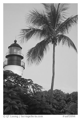 Lighthouse and palm tree. Key West, Florida, USA (black and white)