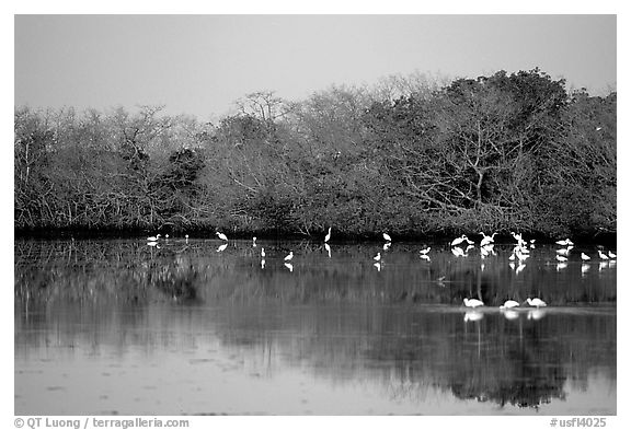 Pond with wading birds, Ding Darling NWR, Sanibel Island. Florida, USA (black and white)