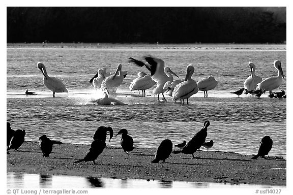 Pelicans splashing, smaller birds standing,  Ding Darling NWR, Sanibel Island. Florida, USA