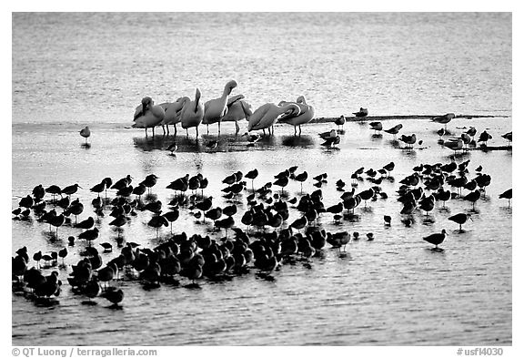Large gathering of birds, Ding Darling National Wildlife Refuge, Sanibel Island. Florida, USA