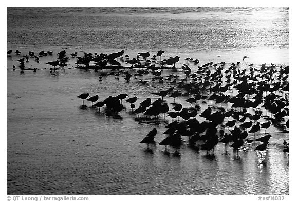 Large flock of birds at sunset, Ding Darling NWR. Florida, USA (black and white)