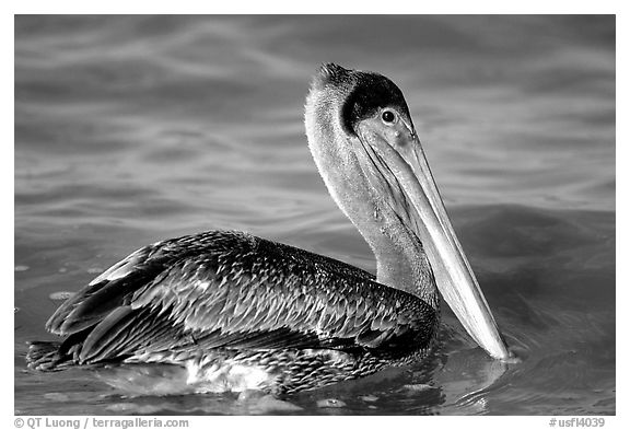 Pelican floating on water, Sanibel Island. Florida, USA