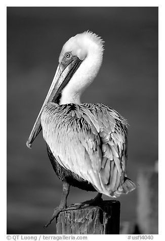Pelican perched on pilar, Sanibel Island. Florida, USA