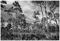 Pine forest with palmetto undergrowth. Corkscrew Swamp, Florida, USA (black and white)