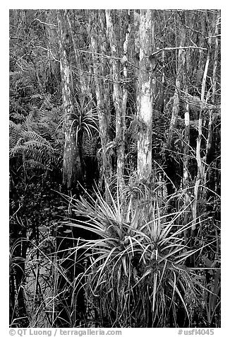 Bromeliads and cypress. Corkscrew Swamp, Florida, USA (black and white)