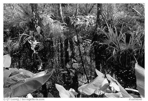 Water plants. Corkscrew Swamp, Florida, USA (black and white)
