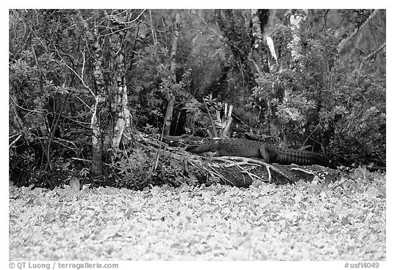 Aligator on the banks of pond. Corkscrew Swamp, Florida, USA (black and white)