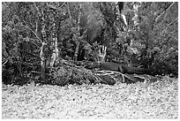 Aligator on the banks of pond. Corkscrew Swamp, Florida, USA ( black and white)