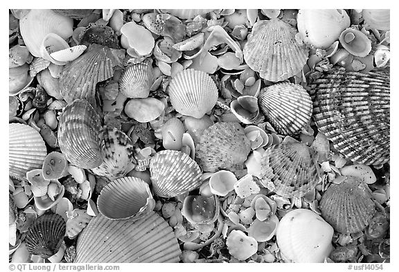 Shells close-up, Sanibel Island. Florida, USA (black and white)