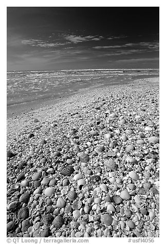 Beach covered with sea shells, mid-day, Sanibel Island. Florida, USA (black and white)
