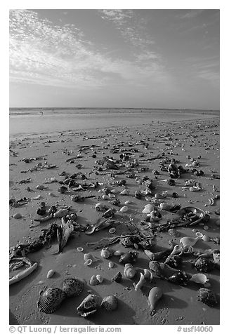 Shells washed-up on shore. Sanibel Island, Florida, USA (black and white)