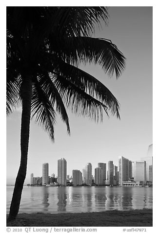 Palm tree and downtown skyline, Miami. Florida, USA