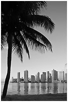 Palm tree and downtown skyline, Miami. Florida, USA (black and white)