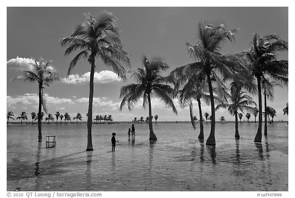 Family walking amongst palm trees,  Matheson Hammock Park. Coral Gables, Florida, USA (black and white)