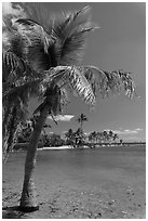 Palm trees and pond,  Matheson Hammock Park, Coral Gables. Florida, USA (black and white)