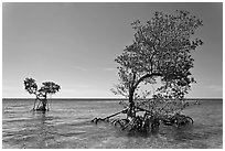 Two red mangrove trees, West Summerland Key. The Keys, Florida, USA ( black and white)