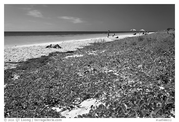 Dune vegetation, Sandspur Beach, Bahia Honda State Park. The Keys, Florida, USA (black and white)