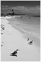 Seabirds, Sandspur Beach, Bahia Honda State Park. The Keys, Florida, USA ( black and white)