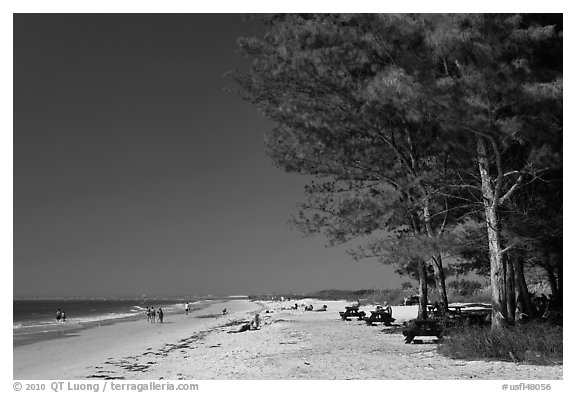 White sand beach and ironwood trees, Fort De Soto Park. Florida, USA (black and white)