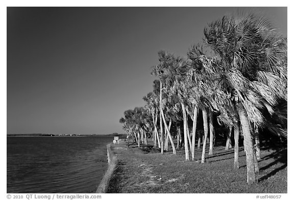Dense grove of Palm trees, Fort De Soto Park. Florida, USA