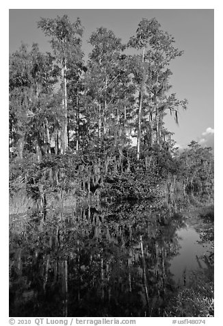 Cypress reflected in channel along Tamiami Trail, Big Cypress National Preserve. Florida, USA (black and white)