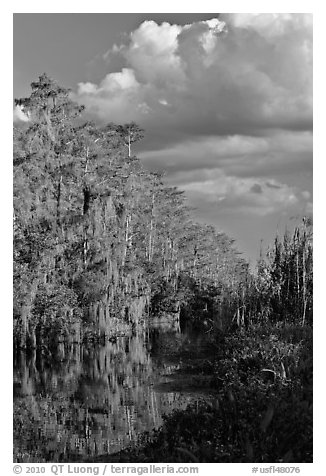 Bald Cypress and afternoon clouds, Big Cypress National Preserve. Florida, USA