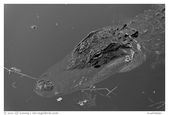 Alligator head, Big Cypress National Preserve. Florida, USA (black and white)