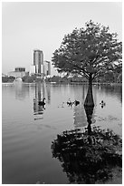 Bald Cypress tree in Lake Eola and high rise buildings. Orlando, Florida, USA (black and white)