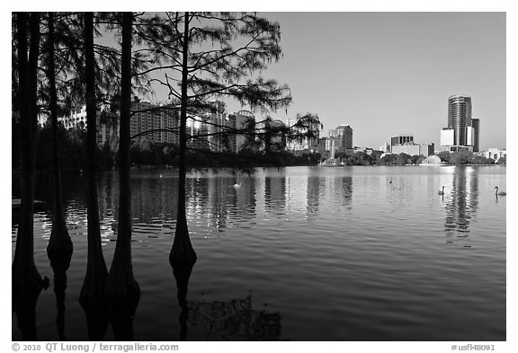 Bald Cypress and skyline, Sumerlin Park. Orlando, Florida, USA (black and white)