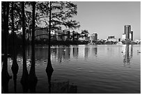 Bald Cypress and skyline, Sumerlin Park. Orlando, Florida, USA (black and white)
