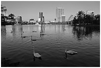 Swans and skyline, lake Eola. Orlando, Florida, USA (black and white)
