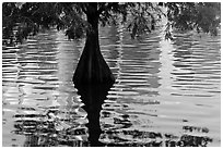 Cypress, reflections, and ripples, Lake Eola. Orlando, Florida, USA ( black and white)