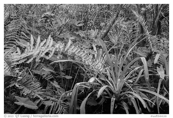 Subtropical swamp vegetation, Tamiami Trail. Florida, USA