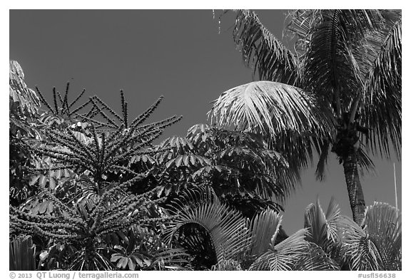 Flowering Octopus tree and palms, Sanibel Island. Florida, USA (black and white)