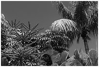 Flowering Octopus tree and palms, Sanibel Island. Florida, USA (black and white)