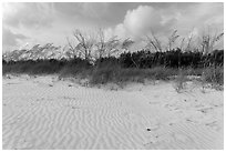 Rippled white sand and grasses, Fort De Soto beach. Florida, USA (black and white)