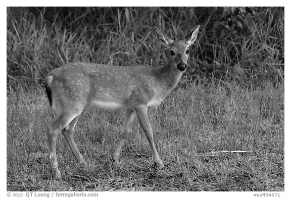 Key deer (Odocoileus virginianus clavium), Big Pine Key. The Keys, Florida, USA (black and white)