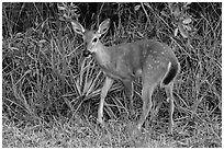 Endangered Key deer, Big Pine Key. The Keys, Florida, USA (black and white)