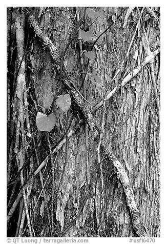 Strangler fig on tree trunk. Corkscrew Swamp, Florida, USA (black and white)