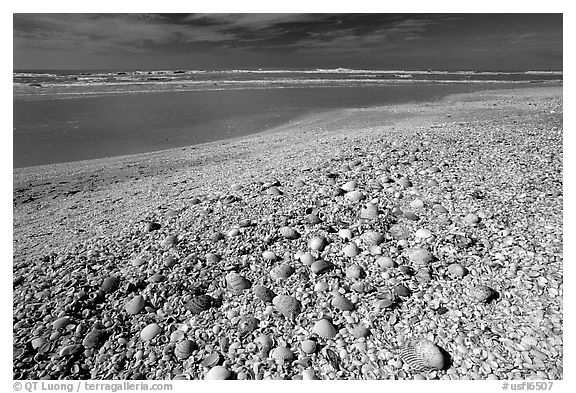 Beach covered with sea shells, sunrise. Sanibel Island, Florida, USA (black and white)