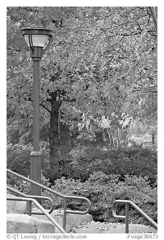 Lamp and autumn colors, Centenial Olympic Park. Atlanta, Georgia, USA (black and white)