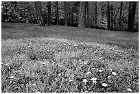 Spring wildflowers, grasses, and trees, Bernheim arboretum. Kentucky, USA (black and white)