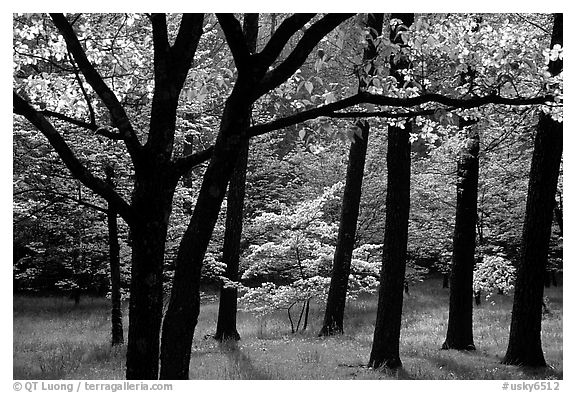 black and white pictures of trees. White and pink trees in bloom,