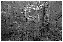 Redbud and Dogwood, Bernheim forest. Kentucky, USA ( black and white)