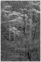Redbud and Dogwood, Bernheim forest. Kentucky, USA ( black and white)